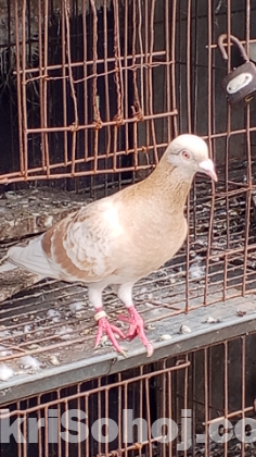 কবুতর